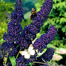 Будлея давида Блек Найт / Р9 / Buddleja davidii Black Knight