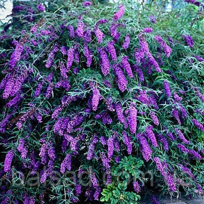 Будлея давида Блек Найт / Р9 / Buddleja davidii Black Knight, фото 4