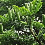 Ялиця біла, Abies alba, фото 3