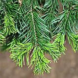 Ялиця біла, Abies alba, фото 5