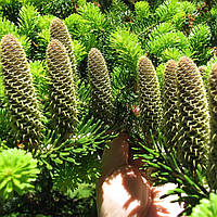 Ялиця біла, Abies alba