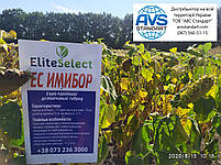 Соняшник під Євролайтінг (ЄС Імібор). Насіння соняшника Имибор "Еліта Селект" 50ц/га. Фракція Стандарт Плюс, фото 10