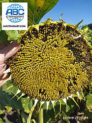 Новинка від Нертус Агро у 2019 році. Насіння соняшнику Анхель вовчок A-G + Нертус Агро. Ранньостиглий, тривалість Анхель урожайний 52ц/га, масло 52%, посуха 8 балів.