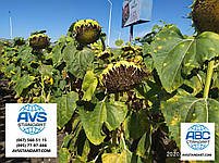 Соняшник під Євролайтінг (ЄС Імібор). Насіння соняшника Имибор "Еліта Селект" 50ц/га. Фракція Стандарт Плюс, фото 6