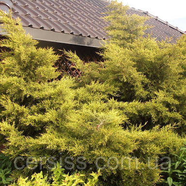 Можжевельник китайский Куривао голд, Juniperus chinensis Kuriwao Gold - фото 4 - id-p1332640677
