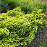 Ялівець китайський Курівао голд, Juniperus chinensis Kuriwao Gold, фото 5