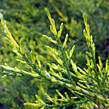 Ялівець китайський Курівао голд, Juniperus chinensis Kuriwao Gold, фото 2