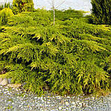 Ялівець китайський Курівао голд, Juniperus chinensis Kuriwao Gold, фото 6