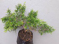 Можжевельник китайский Куривао голд, Juniperus chinensis Kuriwao Gold