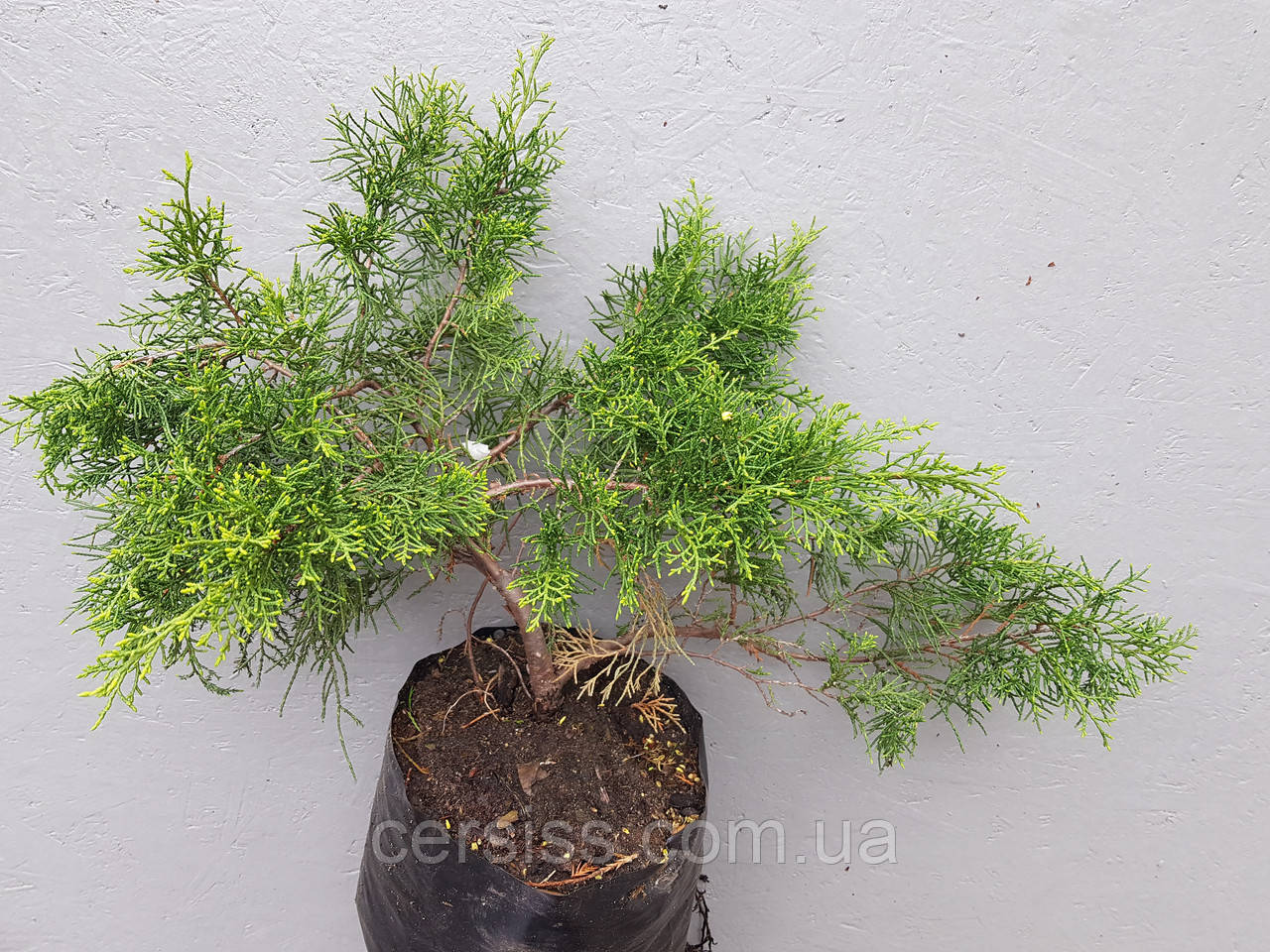 Ялівець китайський Курівао голд, Juniperus chinensis Kuriwao Gold