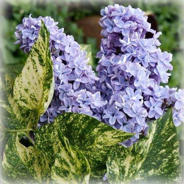 Бузок звичайний Аукубафолія (Aucubaefolia)