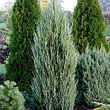 Ялівець скельний скайрокет, Juniperus scopulorum Skyrocket, фото 3