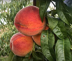 Персик Флемінг Ф'юрі PF-24007. Підщепа пуміселект