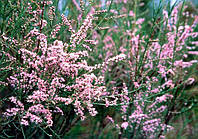 Тамарикс изящный (Tamarix gracilis)