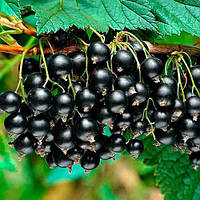 Саженцы смородины черной Вернисаж - средняя, урожайная, зимостойкая