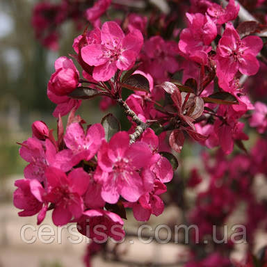 Яблуня райська Роялті саджанці в контейнері Malus Mill Royalty