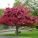 Яблуня райська Роялті саджанці в контейнері Malus Mill Royalty, фото 2