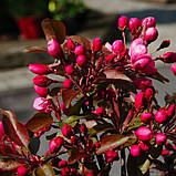 Яблуня райська Роялті саджанці в контейнері Malus Mill Royalty, фото 5