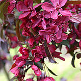 Яблуня райська Роялті саджанці в контейнері Malus Mill Royalty, фото 3