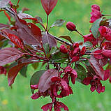 Яблуня райська Роялті саджанці в контейнері Malus Mill Royalty, фото 4