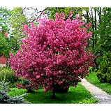 Яблуня райська Роялті саджанці в контейнері Malus Mill Royalty, фото 6