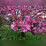 Яблуня райська Роялті саджанці в контейнері Malus Mill Royalty, фото 8