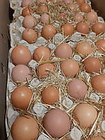 Инкубационное яйцо Тетра Н Венгрия