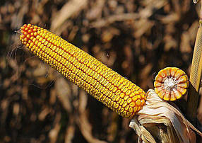 Насіння кукурудзи НС 2652