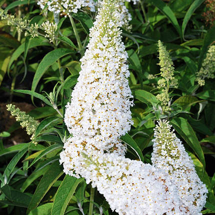 Будлея давида Вайт Проф`южн / Р12 / Buddleja White Profusion, фото 2