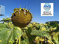 Соняшник під Євролайтінг (ЄС Імібор). Насіння соняшника Имибор "Еліта Селект" 50ц/га. Фракція Стандарт Плюс, фото 3