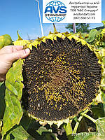 Соняшник під Євролайтінг (ЄС Імібор). Насіння соняшника Имибор "Еліта Селект" 50ц/га. Фракція Стандарт Плюс, фото 4