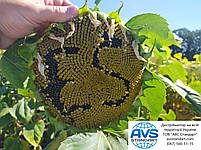 Соняшник під Євролайтінг (ЄС Імібор). Насіння соняшника Имибор "Еліта Селект" 50ц/га. Фракція Стандарт Плюс, фото 5