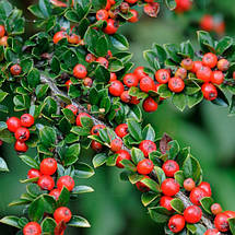 Кизильник горизонтальний / Р9 / Cotoneaster horizontalis, фото 2
