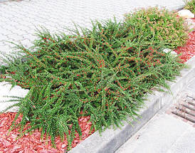 Кизильник горизонтальний / Р9 / Cotoneaster horizontalis, фото 3