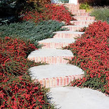 Кизильник горизонтальний / Р9 / Cotoneaster horizontalis, фото 4