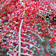 Кизильник горизонтальний / Р9 / Cotoneaster horizontalis, фото 5
