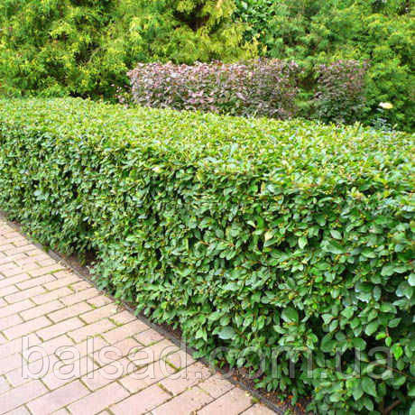 Кизильник блискучий / h 50-70 / Cotoneaster lucidus