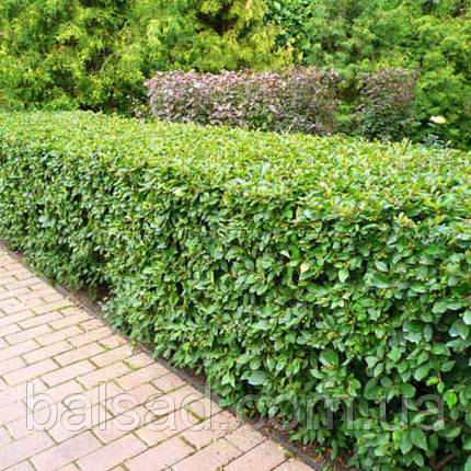 Кизильник блискучий / h 50-70 / Cotoneaster lucidus, фото 1