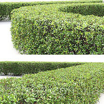 Кизильник блискучий / h 50-70 / Cotoneaster lucidus, фото 4