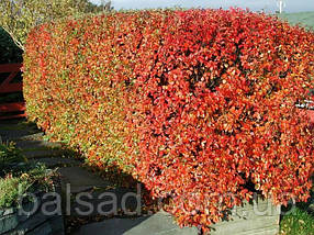 Кизильник блискучий / Cotoneaster lucidus, фото 3