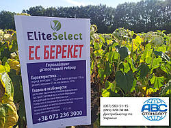 ЕС Берекет Єліта Селект під Євролайтинг з врожайністю 42ц/га. Насіння оброблене Фаєр та Максим XL. Топове насіння в своєму сігменті.