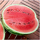 Кавун Ау-Продюсер F1 1 г, фото 5