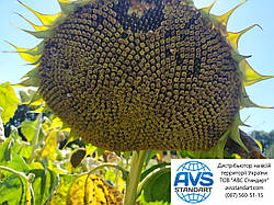 ЄС Берекет Єліта Селект під Євролайтинг з врожайністю 42ц/га Насіння оброблене Фаєр та Максим XL. Зафасованні у фірмові мішки по 150 тис/шт.