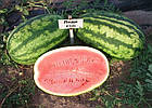 Кавун Леді F1 Професійне насіння 8 шт, фото 2