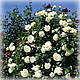 Троянда плетиста Шнеевальзер (Schneewalzer), фото 2