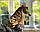 Хлопчик бенгал, ін. 28.10.2020. Бенгальські кошенята з вихованця Royal Cats. Україна, Київ, фото 8