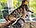 Хлопчик бенгал, ін. 28.10.2020. Бенгальські кошенята з вихованця Royal Cats. Україна, Київ, фото 7