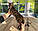 Хлопчик бенгал, ін. 28.10.2020. Бенгальські кошенята з вихованця Royal Cats. Україна, Київ, фото 4