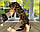 Хлопчик бенгал, ін. 28.10.2020. Бенгальські кошенята з вихованця Royal Cats. Україна, Київ, фото 2