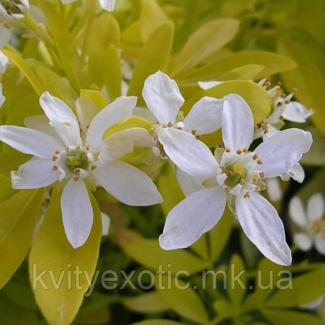 Rayli Madison porno Ona oglini tili bilan opadi, kokraklariga tegadi, jinsiy aloqa va boshqalar